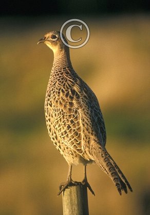 Hen Pheasant on a Post DM1476